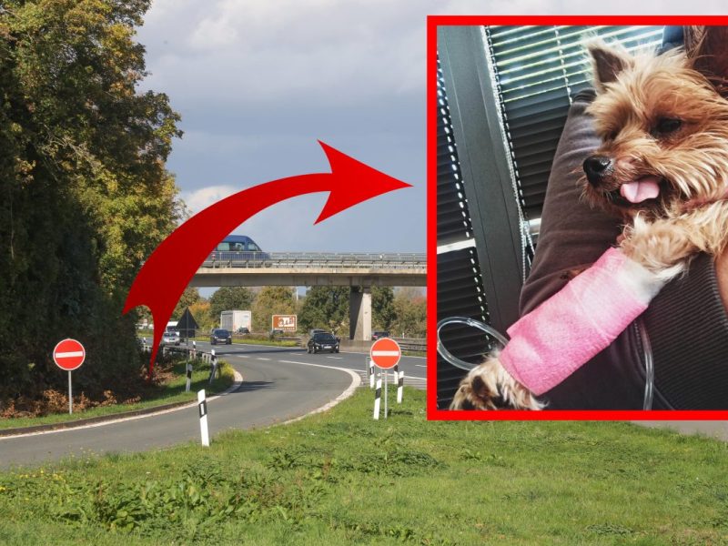 Hund auf A1 in NRW ausgesetzt: Jetzt enthüllen Tierpfleger dramatische Folgen