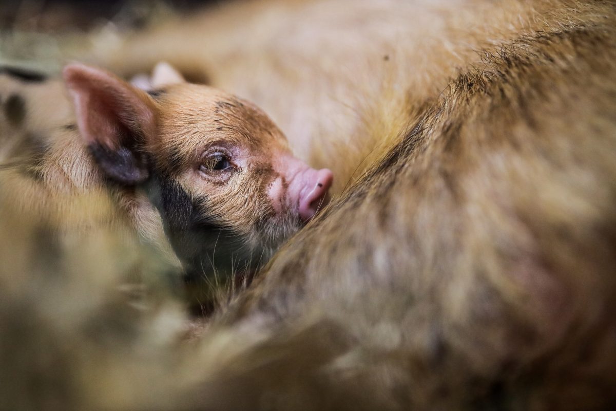 Tierpark Bochum: Unglaubliche Schweinerei – werden „fett und rund“ genannt