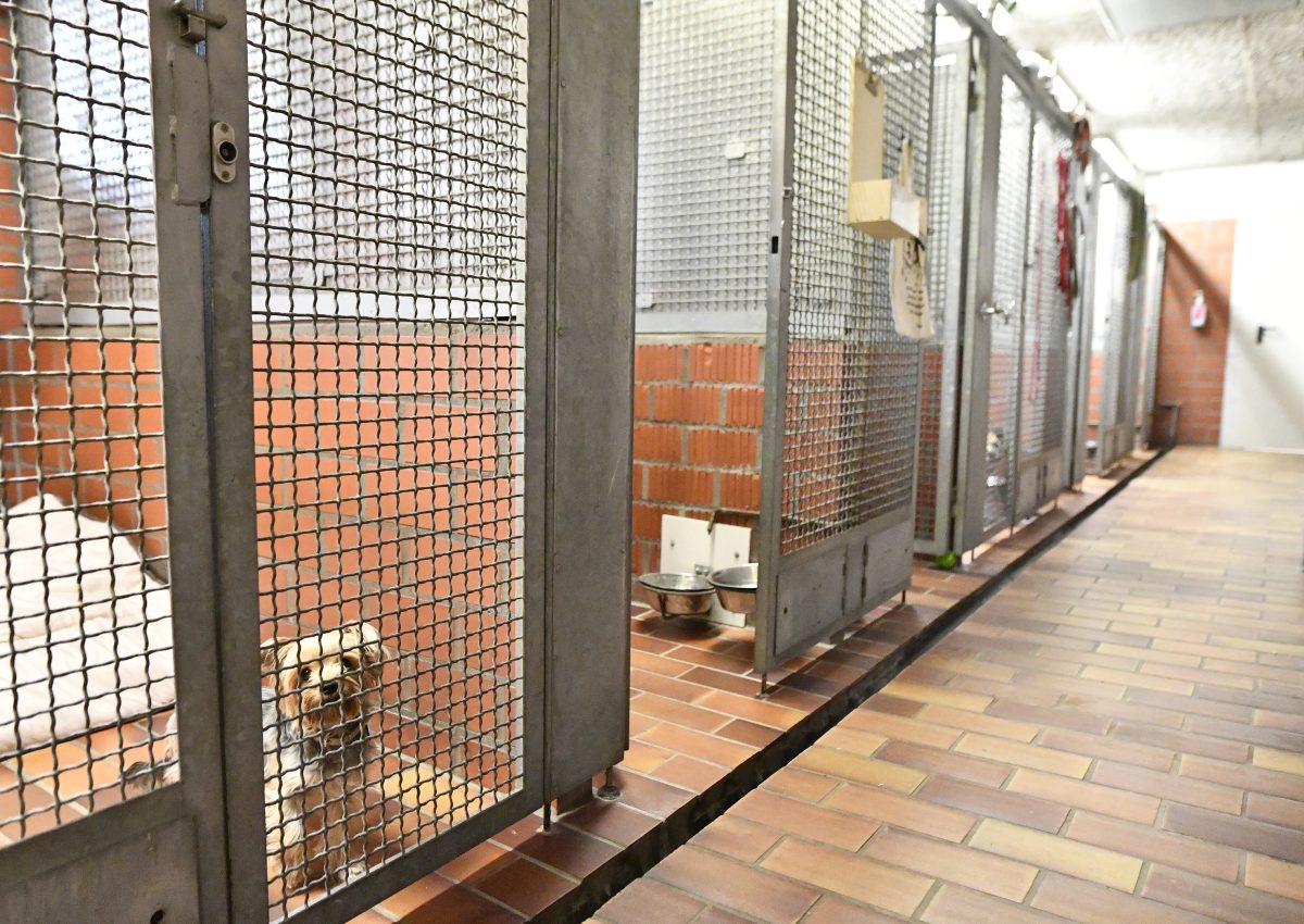In einem Tierheim in NRW erlebten Mitarbeiter nach der Nachtschicht ein bÃ¶ses Erwachen. (Symbolfoto)