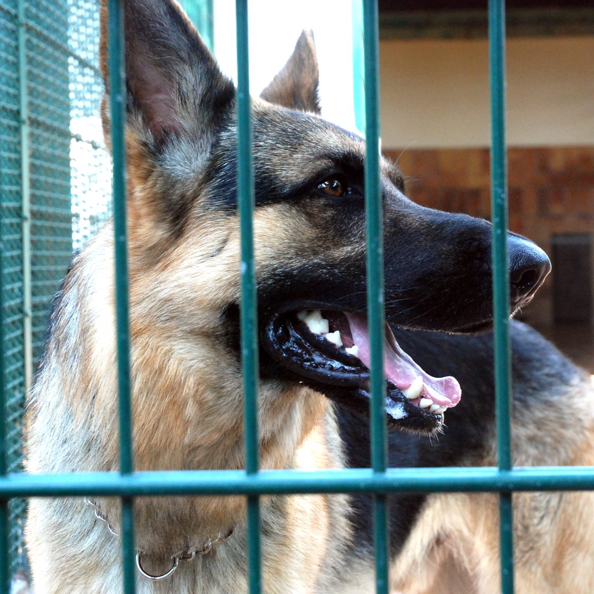 Tierheim in NRW entsetzt über Hunde-Besitzerin: „Ganz schwindelig vom Kopfschütteln“
