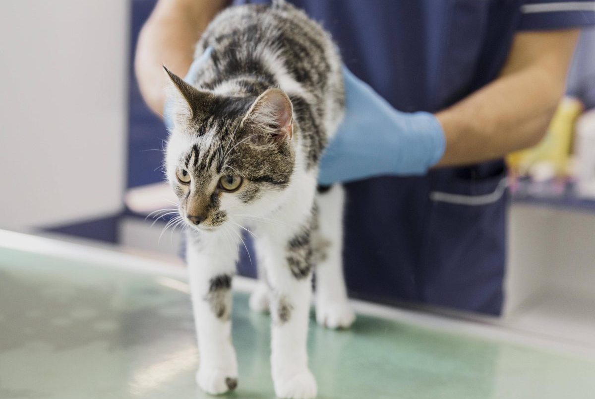 Tierheim in NRW schickt Katze zum Röntgen – Pfleger machen fürchterliche Entdeckung