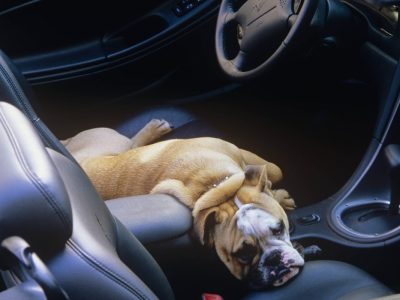 Hund in NRW im Auto verstorben
