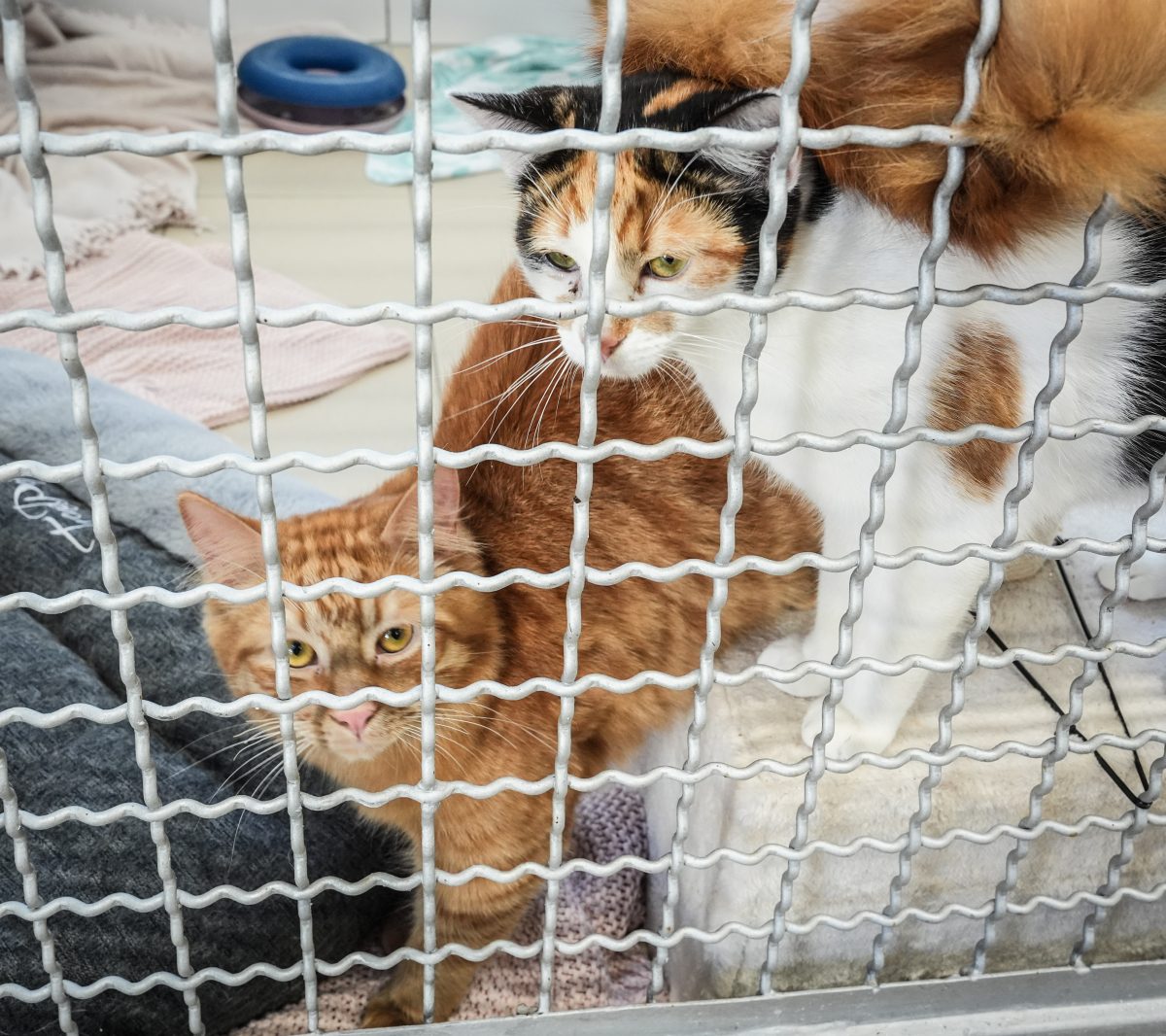 Katzen-Not im Ruhrgebiet – Tierheime brauchen jetzt DICH