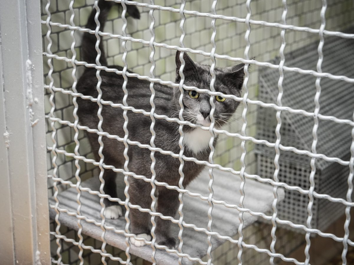 Tierheim in NRW: Katze auf der Suche nach einem neuen Zuhause
