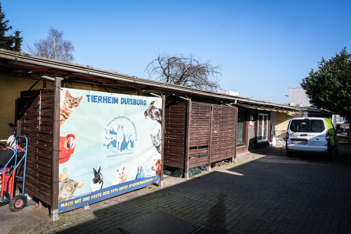 Tierheim Duisburg erlebt einen Katzen-Schock.