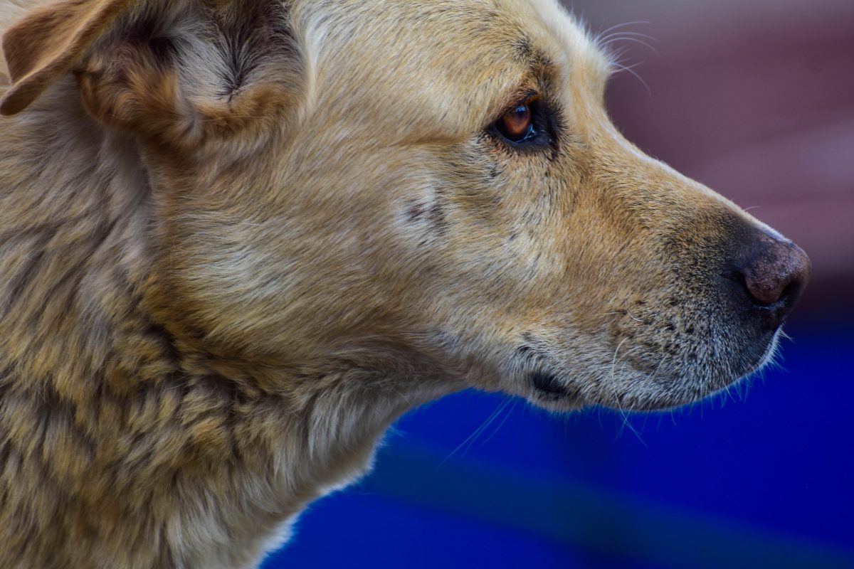 Hund in Oberhausen bei Unfall meterweit durch die Luft geschleudert – Polizei bittet um Hilfe
