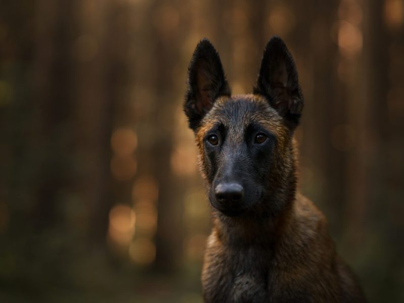 Hund leidet in NRW-Tierheim – ein Blick auf seinen Bauch verrät alles