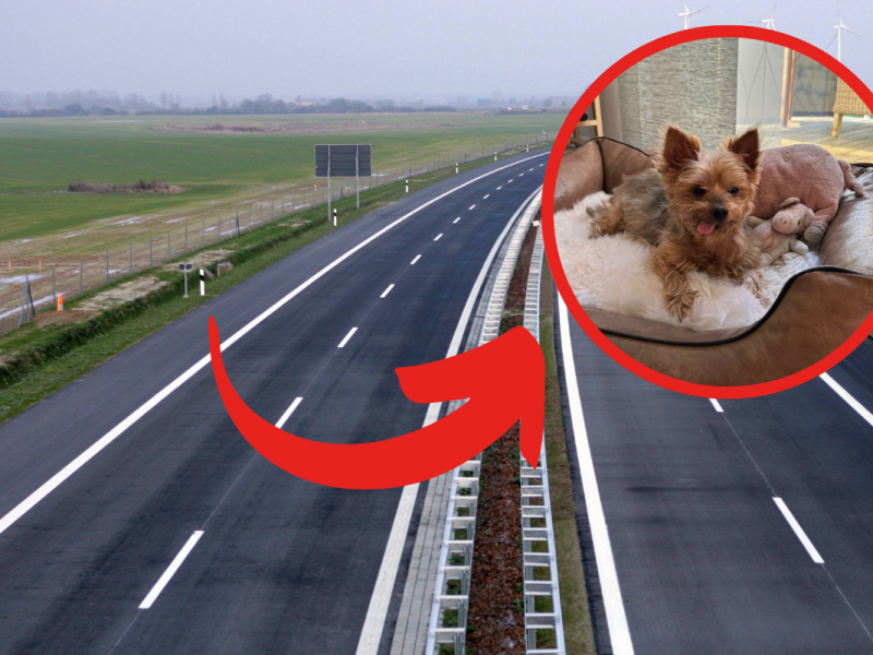 Hund an A1 in NRW angebunden – Tierheim gibt lang ersehntes Update