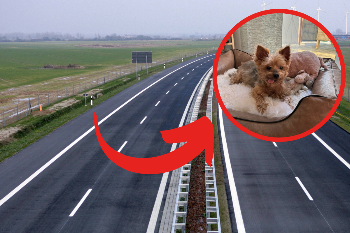 Endlich ein Update von dem Hund, der in NRW an der A1 ausgesetzt wurde!