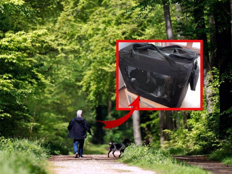 Tierheim in NRW: Passant findet Box im Wald – ihr Inhalt macht Tierfans rasend! „Ohne Worte“