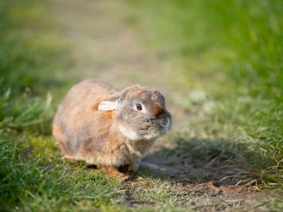 Ein Tierheim in NRW berichtet auf Facebook über ein trauriges Schicksal eines Kaninchens.