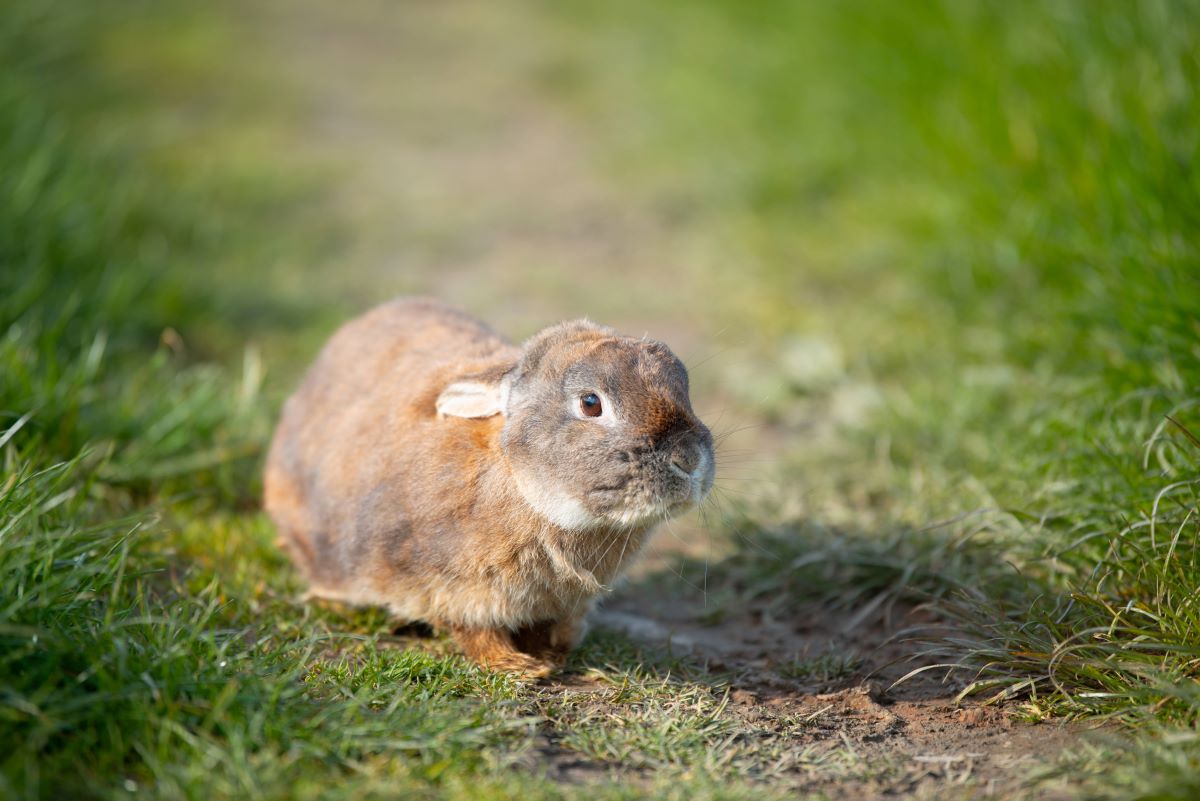 Ein Tierheim in NRW berichtet auf Facebook über ein trauriges Schicksal eines Kaninchens.