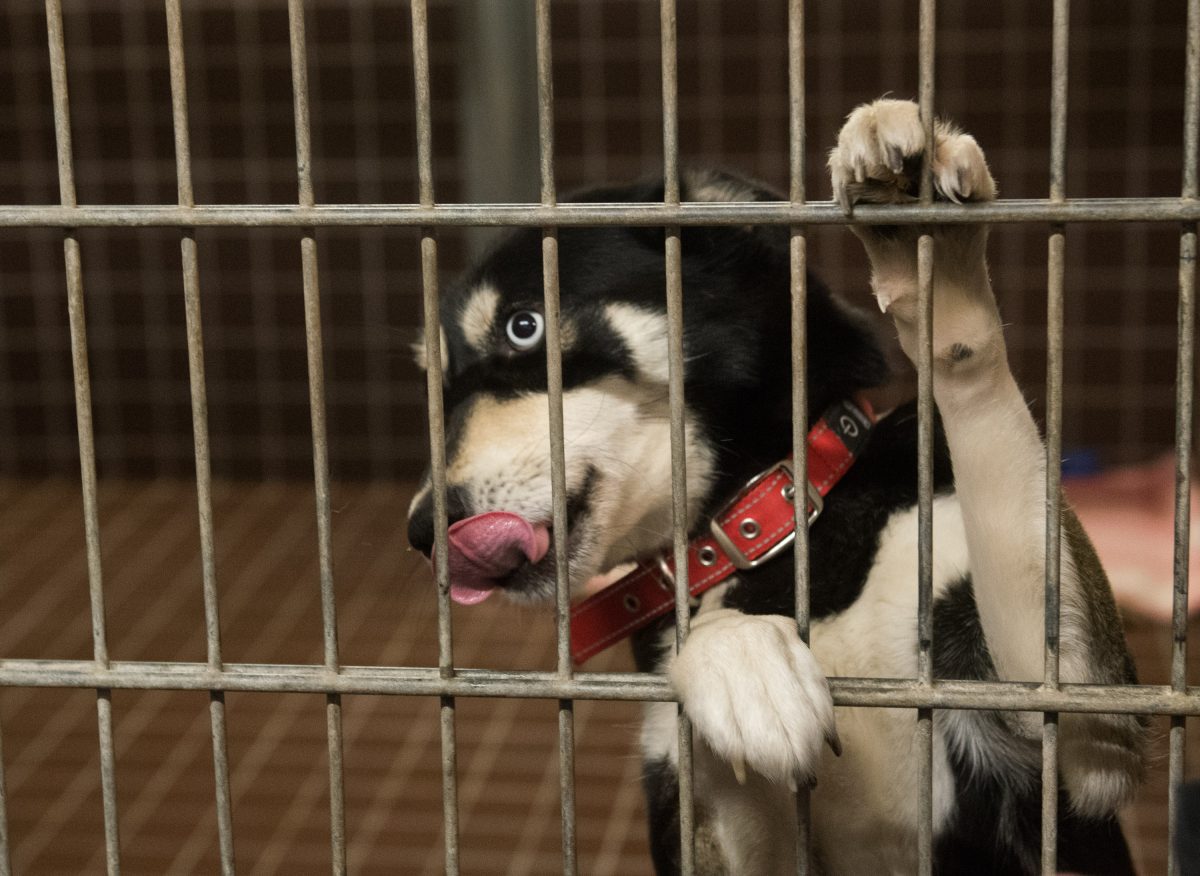 Hunde-Drama in einem NRW-Tierheim!