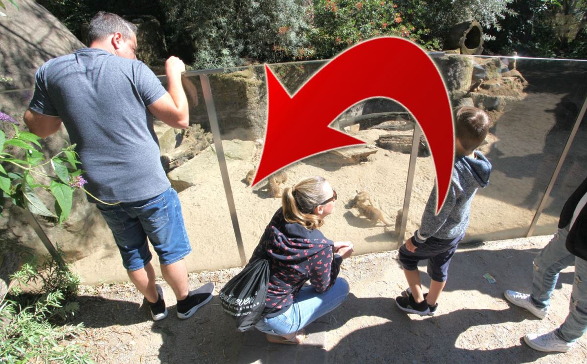 Eine Familie fÃ¼ttert die ErdmÃ¤nnchen im Zoom Gelsenkirchen.