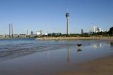 Hund läuft am Ufer des Rheins, im Hintergrund der Rheinturm in Düsseldorf.