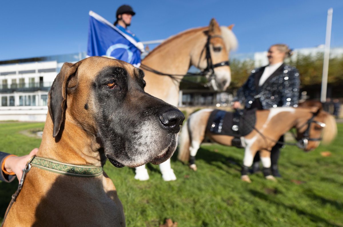 "Hund & Pferd" in Dortmund Tierheime in NRW müssen schlucken