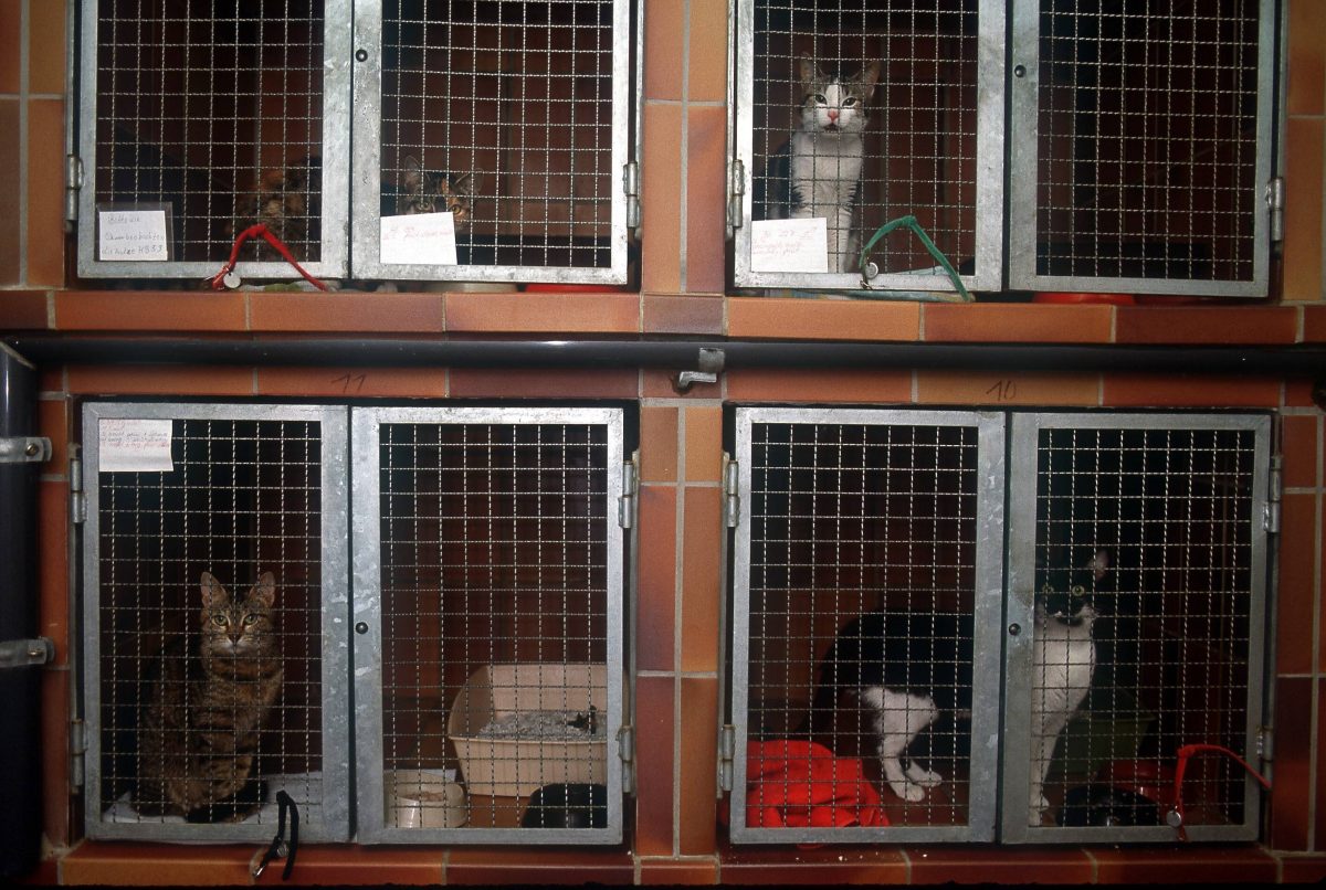 30 Katzen sichergestellt ihr Zustand macht NRWTierheim sprachlos