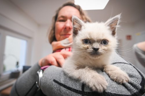 56+ Ebay Katzen Nrw, Jetzt klicken &amp; stöbern od.