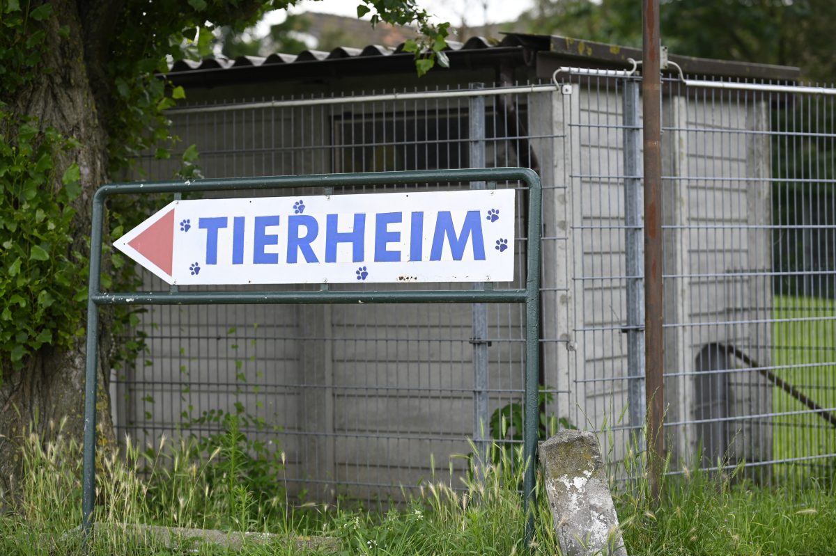 Das Tierheim in Moers ist eines von vielen Tierheimen in NRW. Was ihre Kollegen in Bergheim erlebten, rührt zu Tränen.