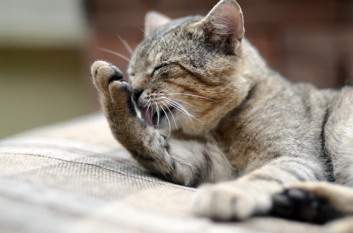 Katze in NRWTierheim mit seltsamer Beule am Bauch schlimme Wahrheit DerWesten.de