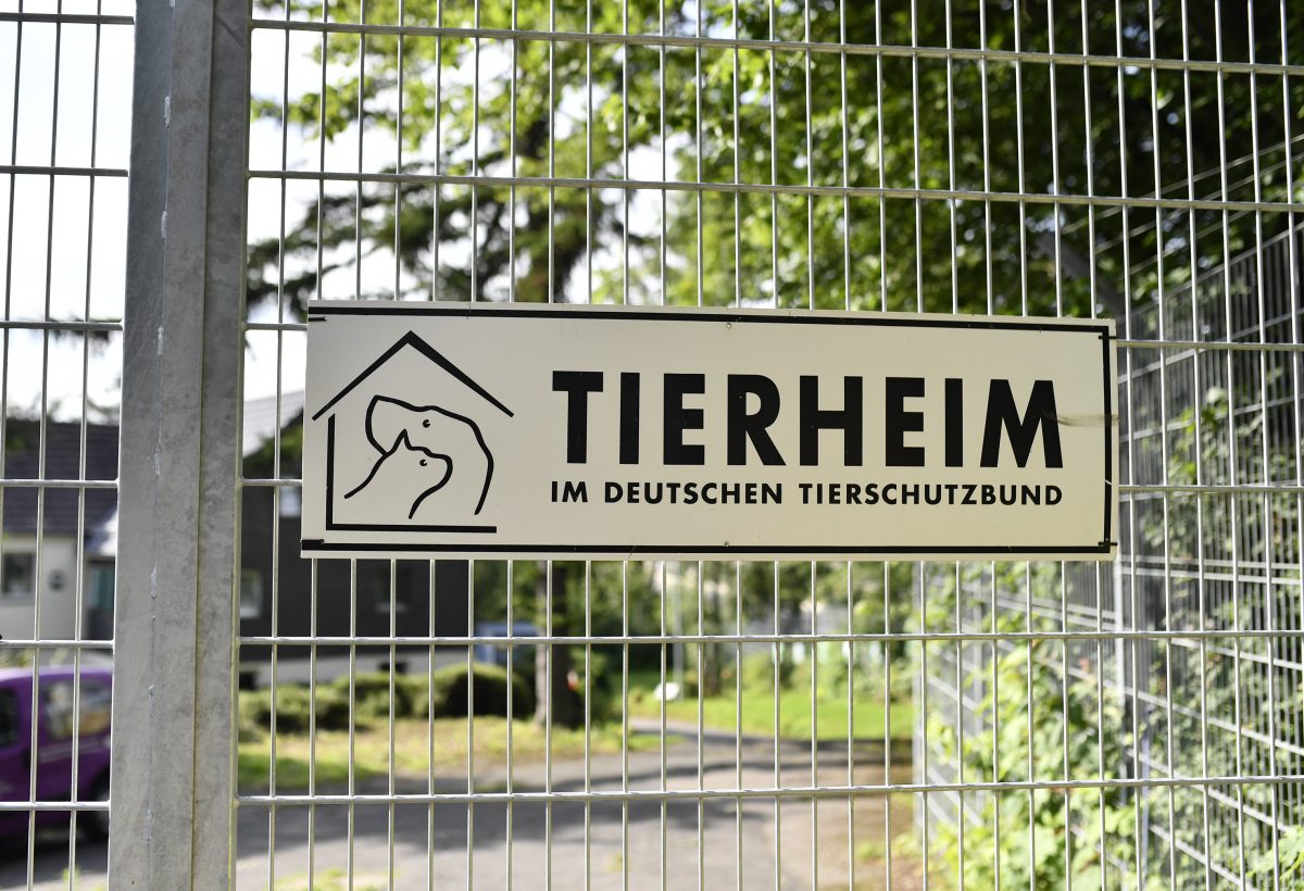 Ein Tierheim in NRW erlebte eine positive Überraschung. (Symbolfoto)