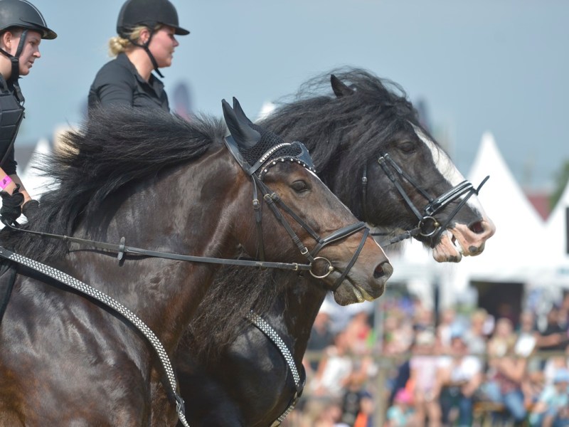 Equitana in Essen: Besucherin platzt nach Pferde-Messe der Kragen â€“ â€žErnsthaft?!â€œ