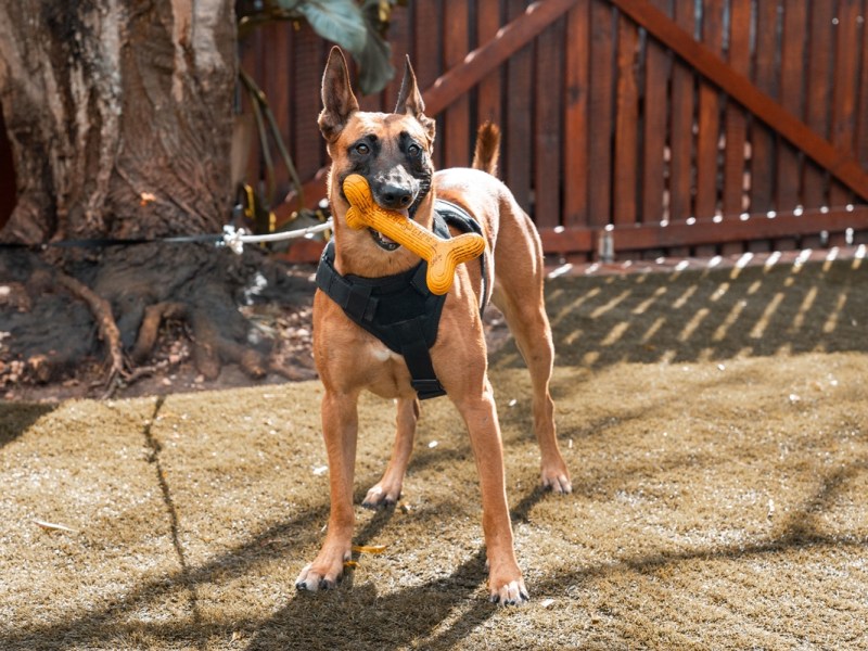 Kein Hund lebt lÃ¤nger im Tierheim Duisburg als er â€“ â€žSchlimm und so traurigâ€œ