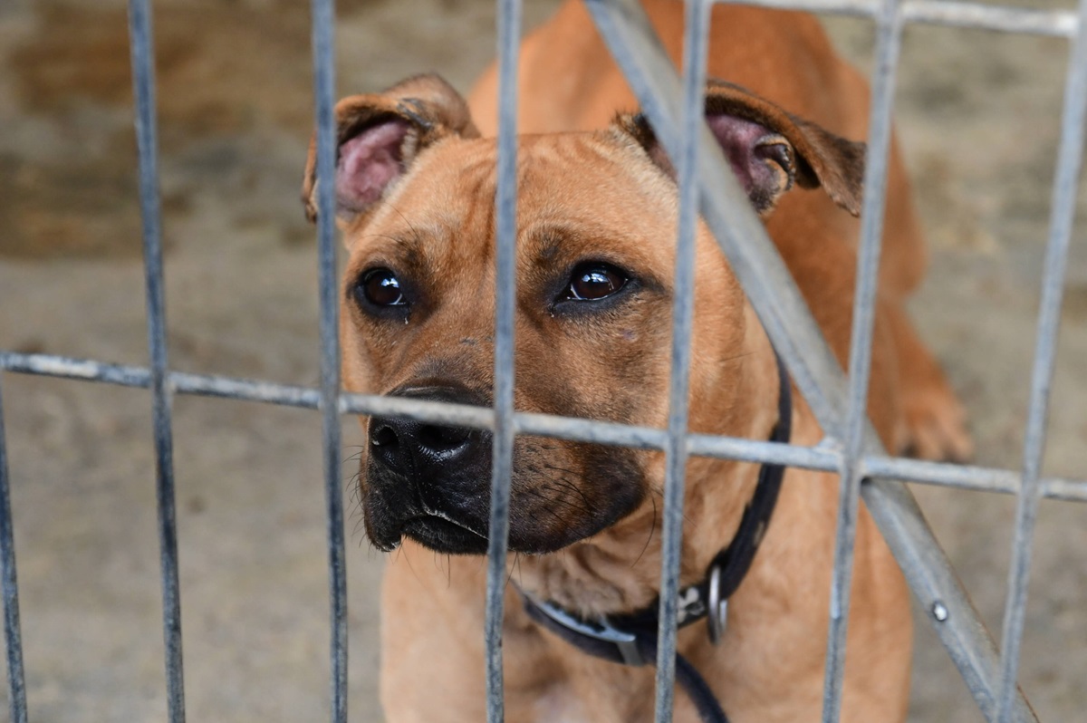 Tierheim-in-NRW-Kleiner-Junge-pl-tzlich-vor-dem-Tor-was-er-in-den-H-nden-h-lt-hat-Folgen