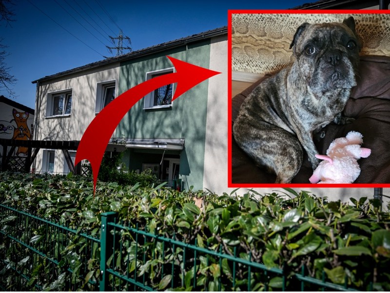 Tierheim Essen nimmt Hund auf – Blick in sein Ohr entsetzt Pfleger! „Unerträglich“