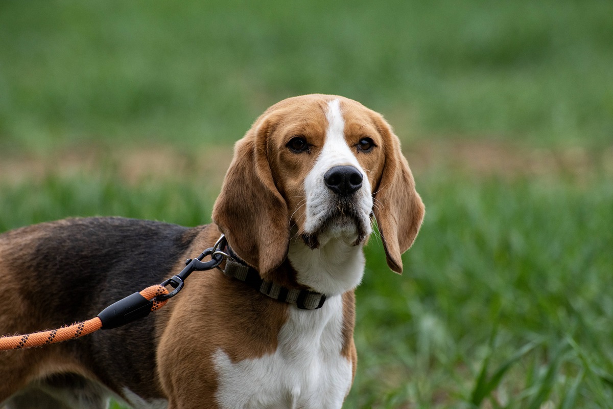 Tierheim in NRW vermittelt Hund – es dauert nicht lange, bis es passiert