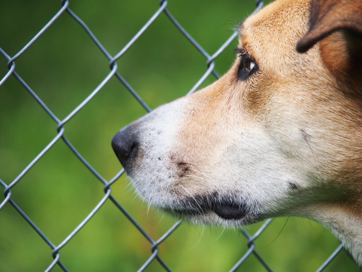 Tierheim in NRW: Hund bekommt Tumor-Diagnose – dann kommt, was kommen musste