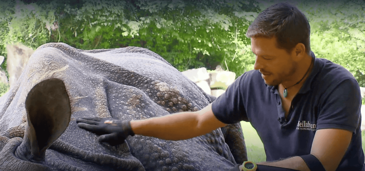 Tierpark München: Irre Szenen – es passiert ohne Narkose