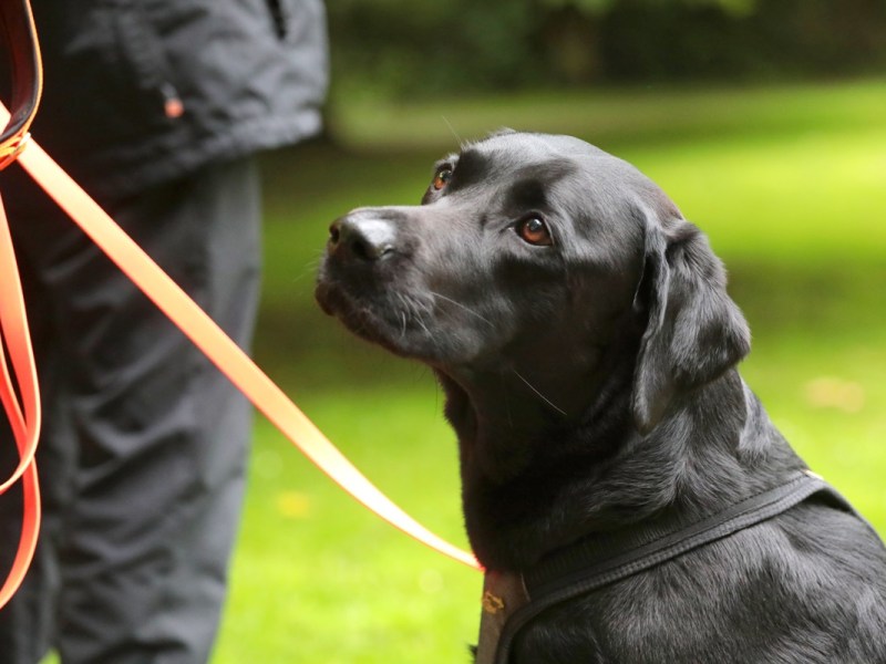 Polizei Dortmund warnt vor Hunde-Hasser – HIER droht tödliche Gefahr!