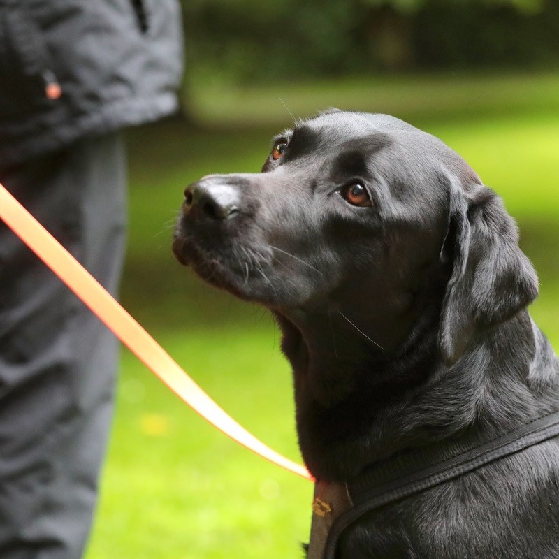 Polizei Dortmund warnt vor Hunde-Hasser – HIER droht tödliche Gefahr!
