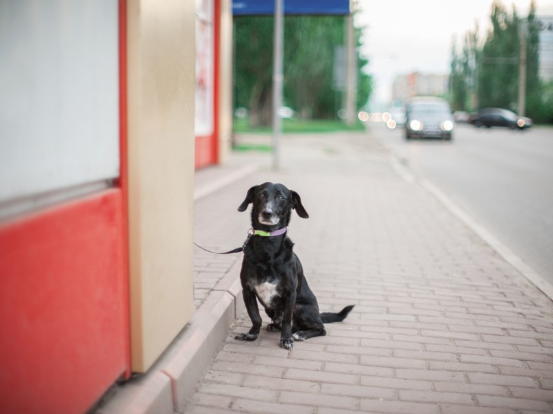 Hund in NRW wird Opfer von Ultimatum – „Wenn er nicht geht, dann gehe ich“