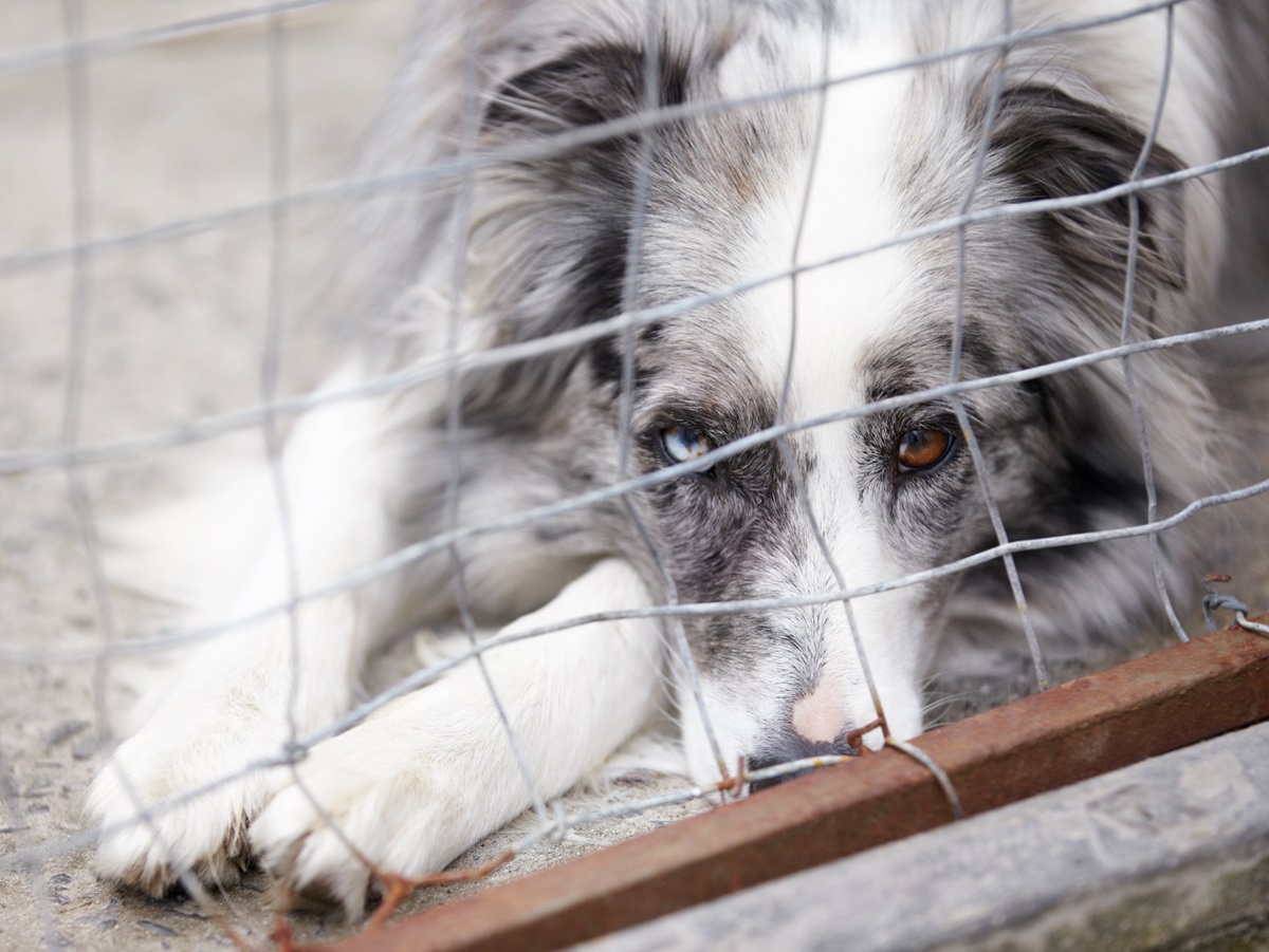 Hund geht in NRW-Tierheim ein – „Absolut niemand interessiert sich mehr für ihn“