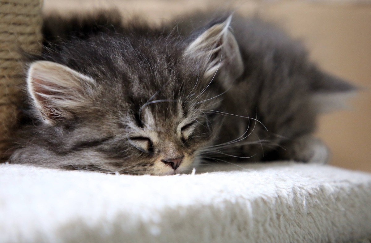 Katzen-Babys sterben reihenweise in NRW-Tierheim – jetzt herrscht schreckliche Gewissheit