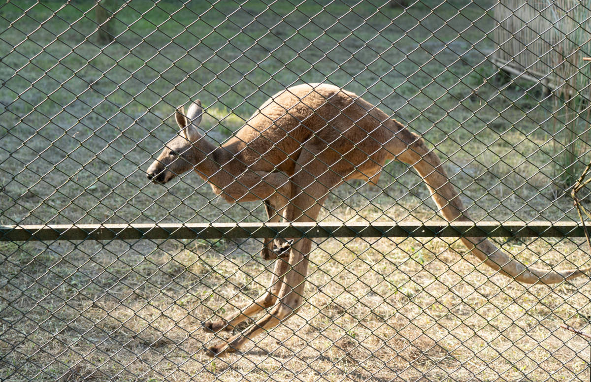 Tragödie im Zoo: Mann liegt tot im Gehege – kurz darauf herrscht bittere Gewissheit