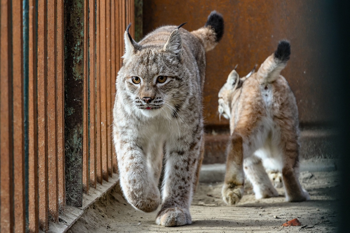 Zoo Dortmund: Neues Weibchen trifft auf Männchen – dann passiert es!