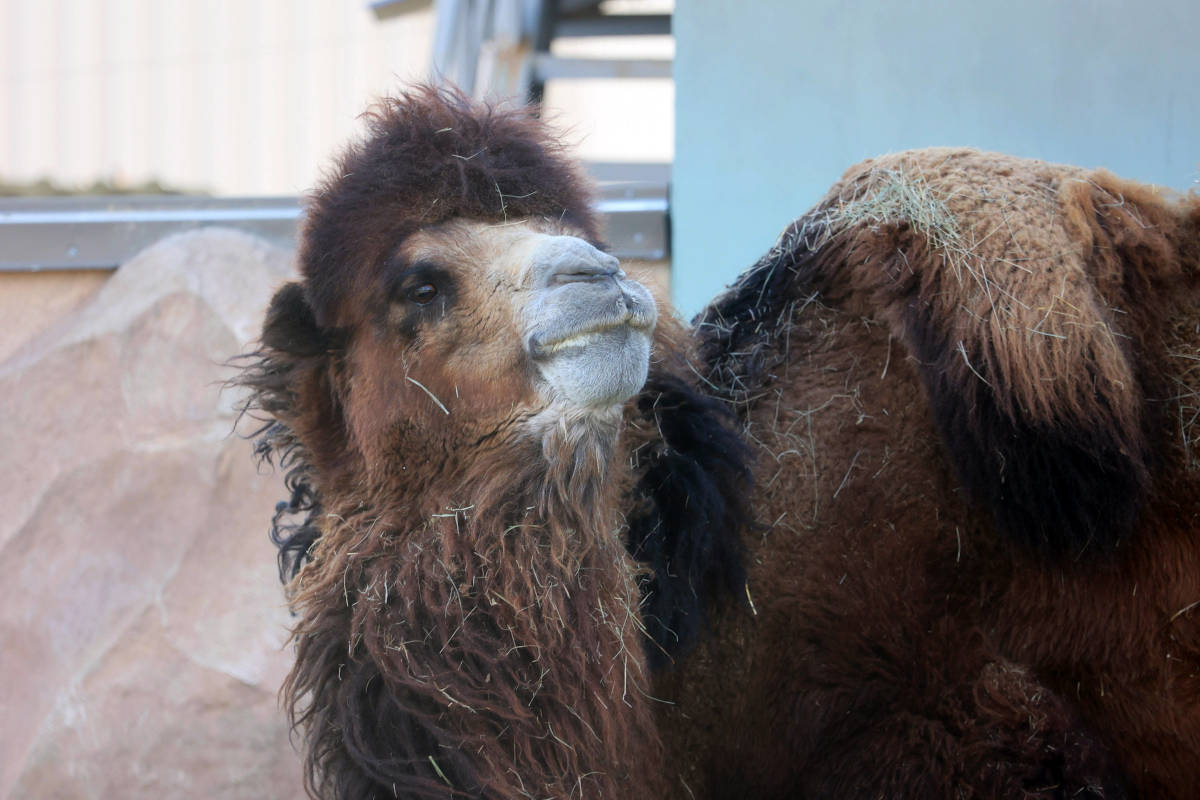 Zoo in North Rhine-Westphalia shows photo from enclosure - |
