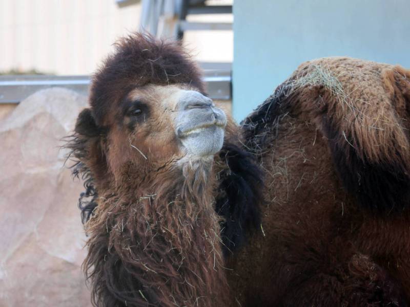 Zoo in NRW zeigt Foto aus Gehege – „Sieht wirklich schlimm aus“