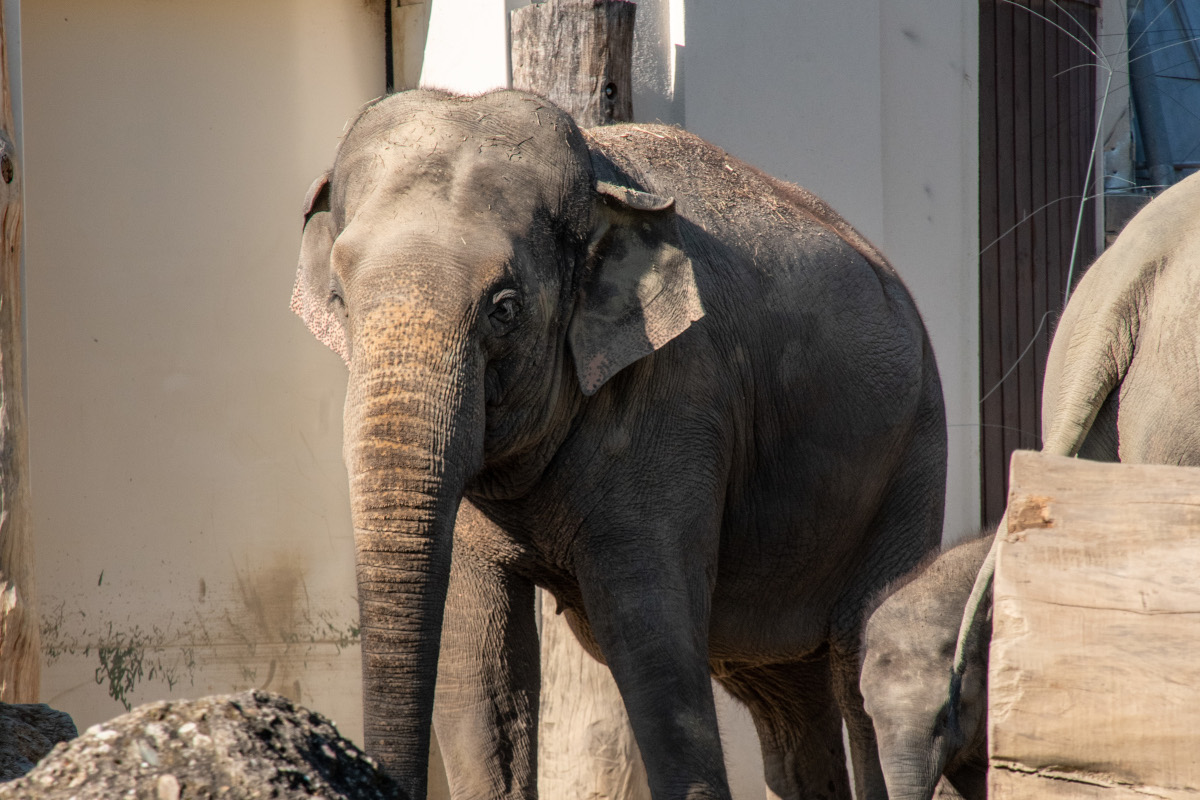 Tierpark München stellt Kamera im Elefanten-Gehege auf – jetzt können es alle sehen