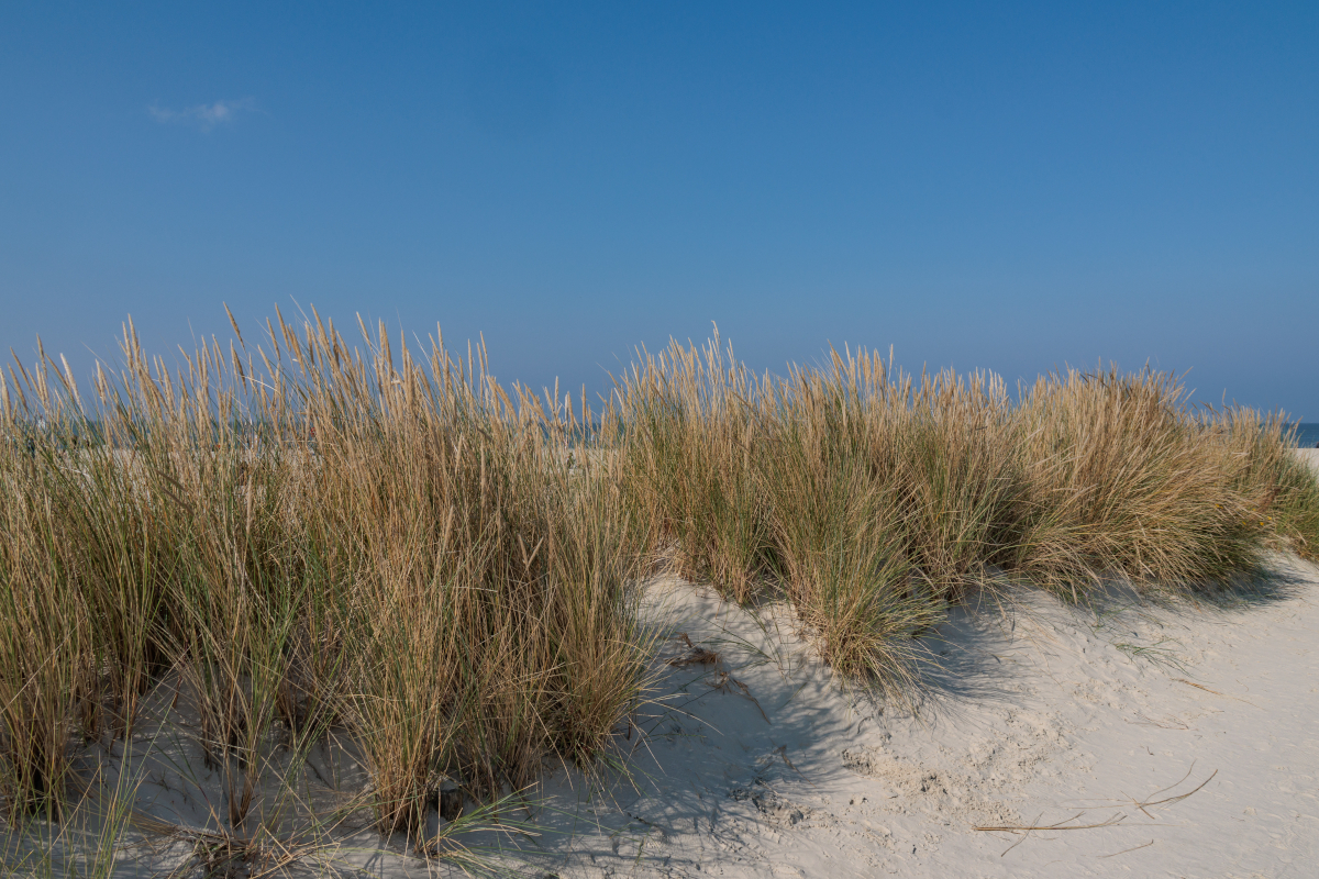 Urlaub an der Nordsee: Paar besucht Backfisch-Imbiss – es wird das letzte Mal sein