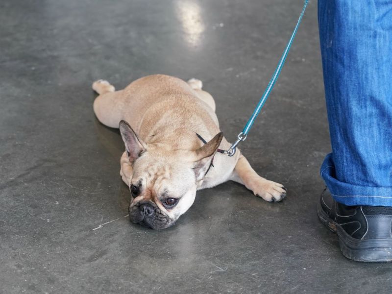 Hunde-Welpe in NRW im Netz verscherbelt – jetzt ist er „mutterseelenallein“