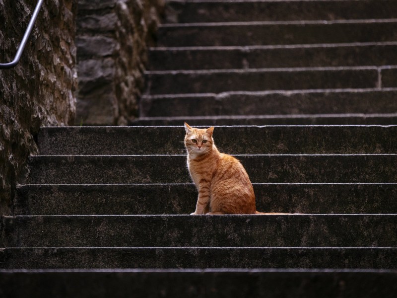 NRW: Kater vor Haus aufgehängt – Halter erleben Szenen wie aus Horrorfilm
