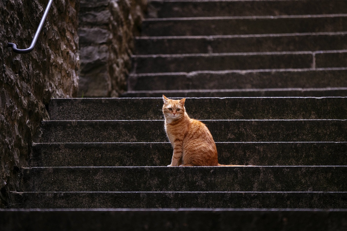 NRW: Kater vor Haus aufgehängt – Halter erleben Szenen wie aus Horrorfilm