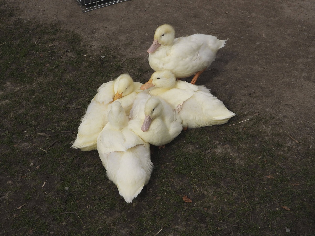 Tierheim in NRW: Pfleger offenbaren trauriges Schicksal