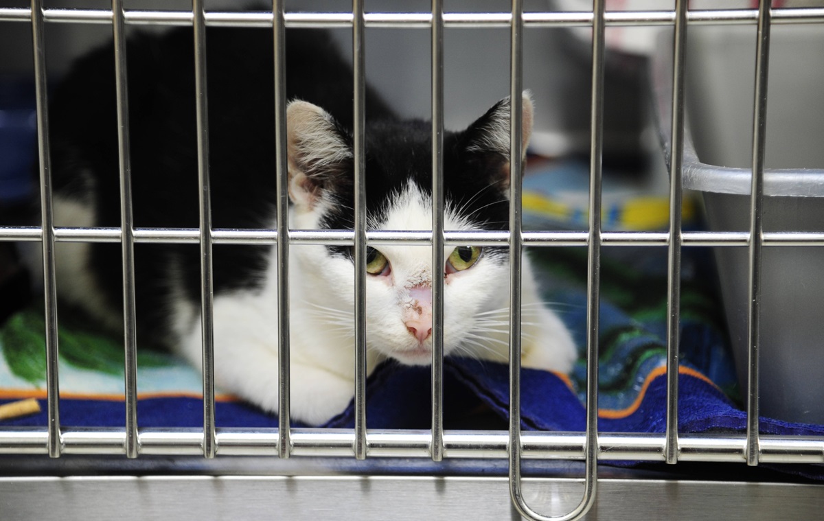 NRW-Tierheim: Halter gibt Katzen-Paar ab – dann kommt es zur Überraschung