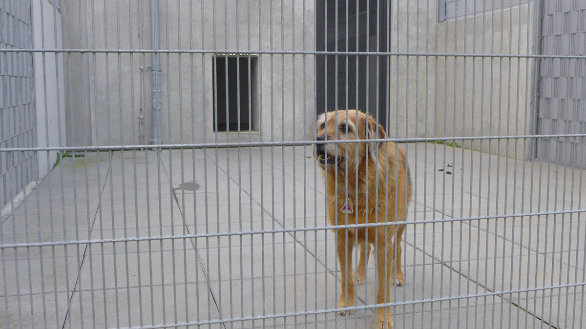Hunde-Welpe landet in Tötungsstation – dann eilt ihm dieser Promi zur Hilfe