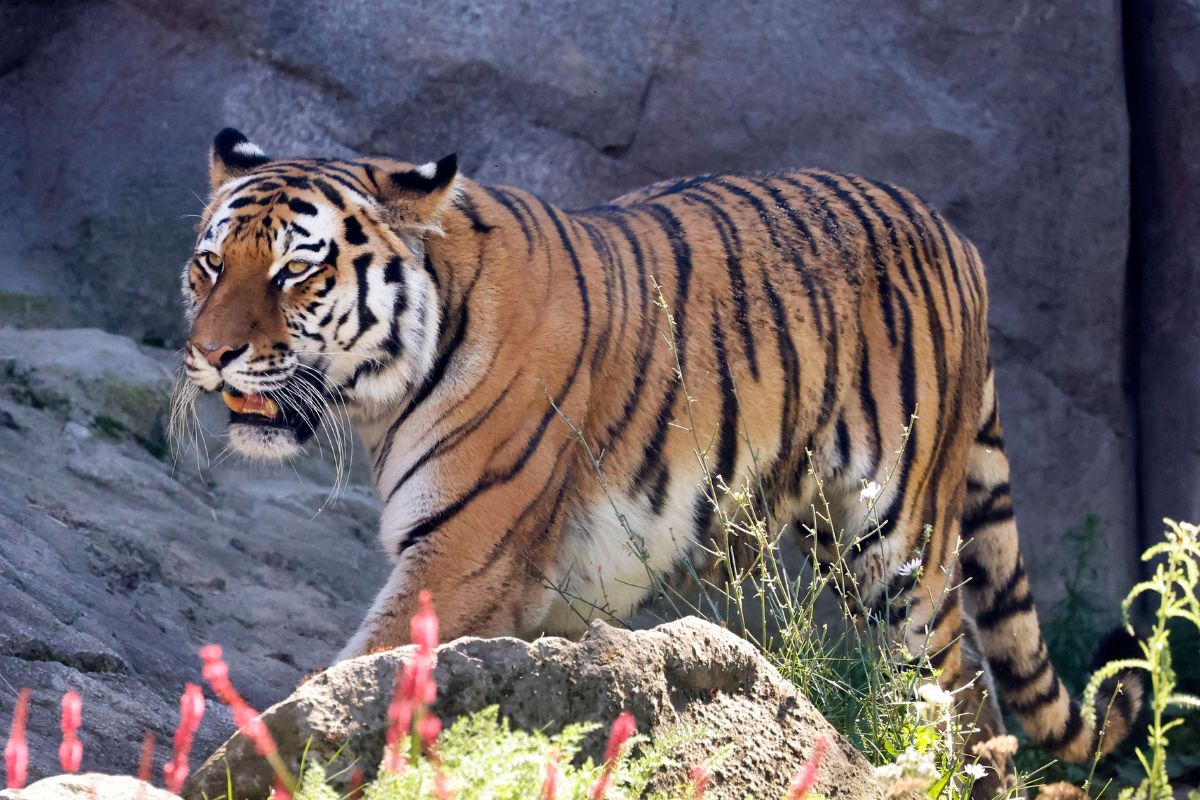 Zoo in NRW: Tiger greift Pflegerin an – Kollege muss alles mit ansehen